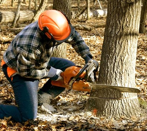 Tree Removal in Round O, SC